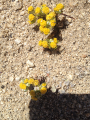 Eriophyllum pringlei