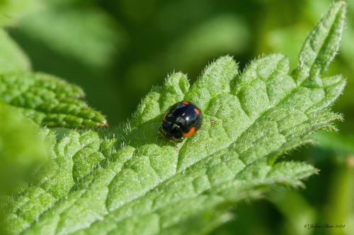 Photo of Two-spotted Lady Beetle (Adalia bipunctata)