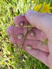 Thysanocarpus radians