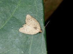Anachrostis