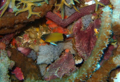 Pycnochromis retrofasciatus