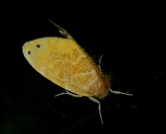 Euproctis cryptosticta