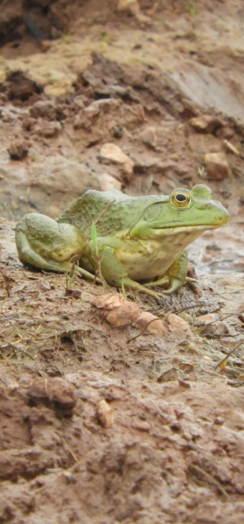 American Bullfrog from Lueders, TX 79533, USA on April 1, 2024 at 01:45 ...