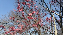 Prunus campanulata