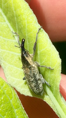 Lixus scrobicollis