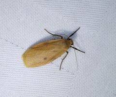 Paralithosia shaowuica