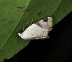 Pseudeustrotia semialba