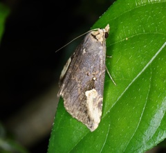 Pseudosphetta fissisigna