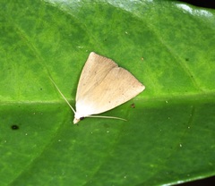 Rivula ochracea