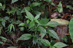 Lycianthes lysimachioides