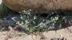 Cryptantha muricata jonesii
