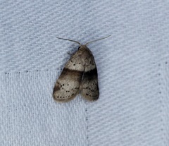 Stictane rectilinea chinesica