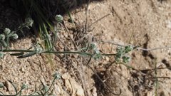 Cryptantha muricata jonesii