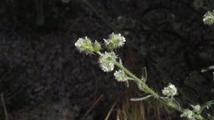 Cryptantha muricata jonesii