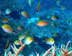 Chromis ternatensis