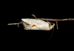 Strotihypera macroplaga