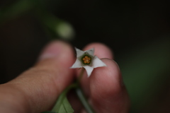 Lycianthes lysimachioides