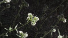 Cryptantha muricata jonesii