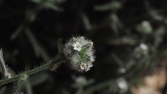 Cryptantha muricata jonesii