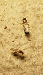 Pheidole parva