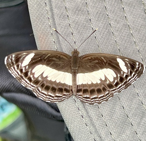 Nemetes Sailer