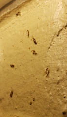 Pheidole parva