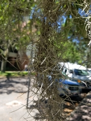 Tillandsia usneoides