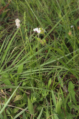 Image of Carolina Anemone (Anemone caroliniana) by (c) Reid Hardin, some rights reserved (CC BY)