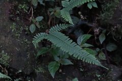 Polystichum hancockii