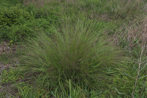Panicum bergii