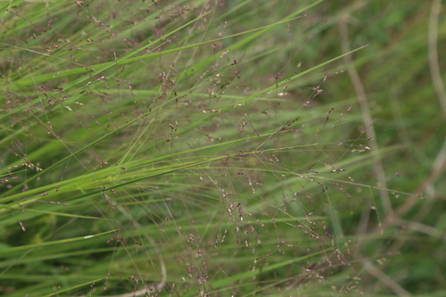 Image of Panicum bergii by (c) Reid Hardin, some rights reserved (CC BY)