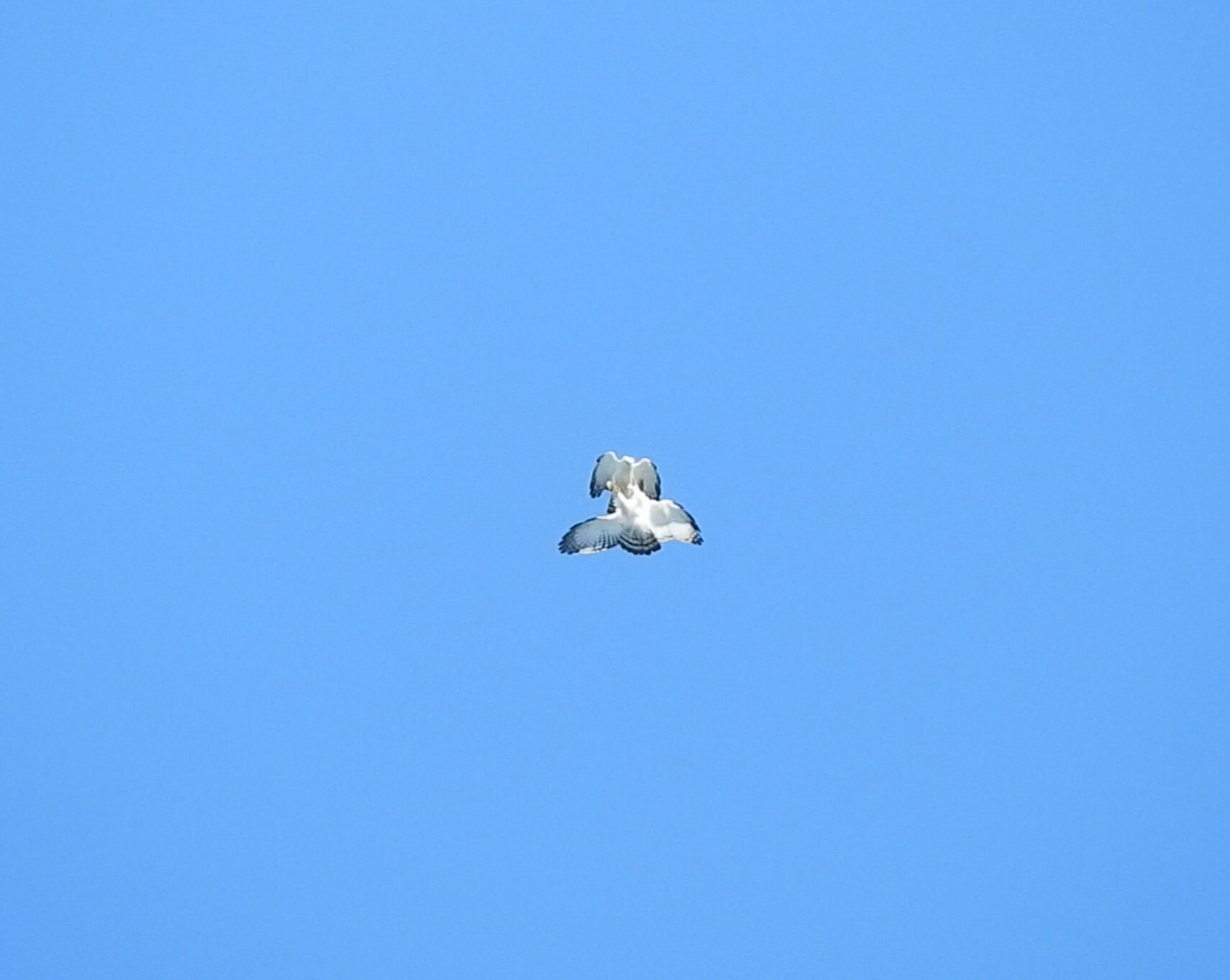 águila blanquinegra, aigle noir et blanc, black-and-white hawk-eagle
