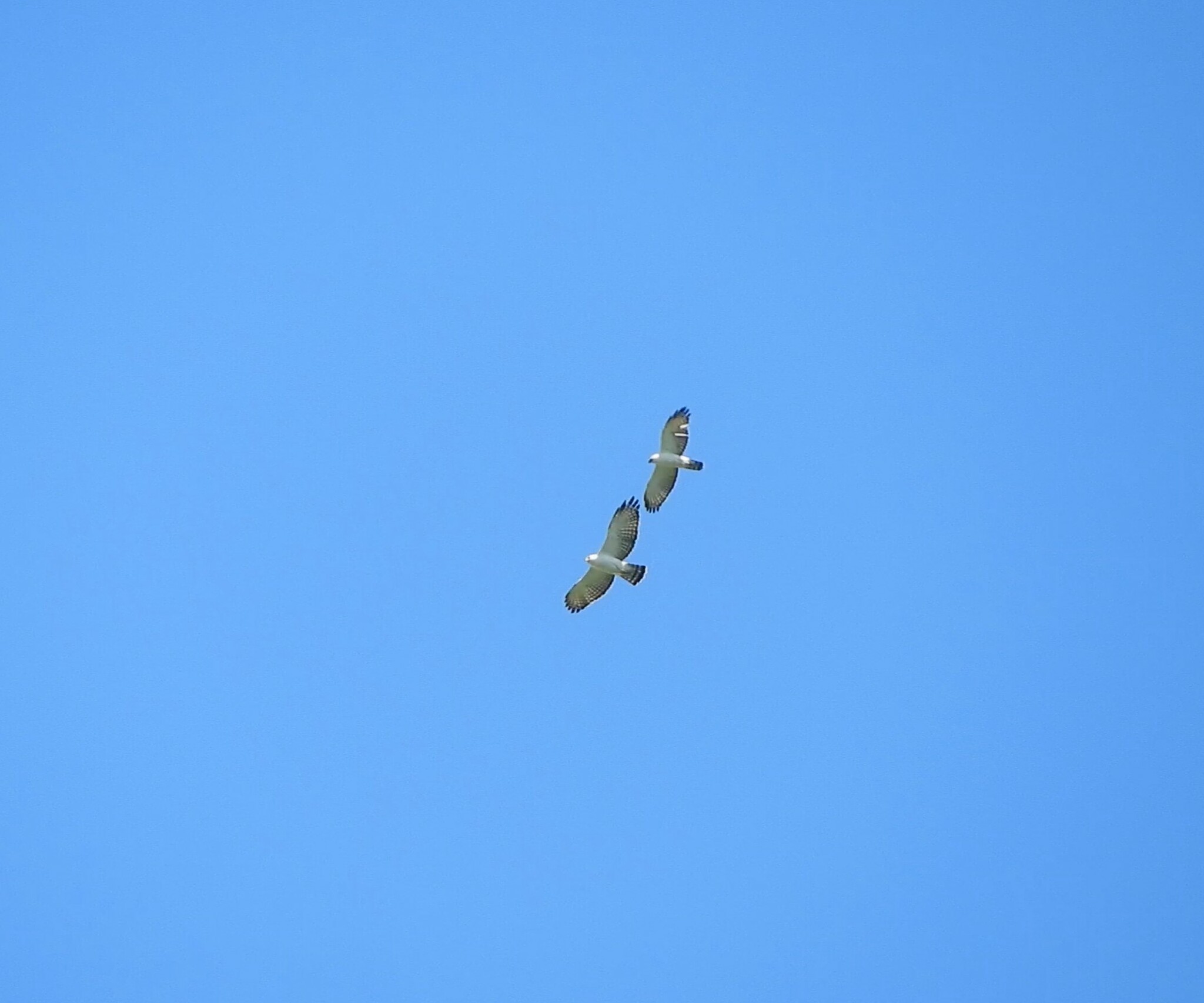 águila blanquinegra, aigle noir et blanc, black-and-white hawk-eagle