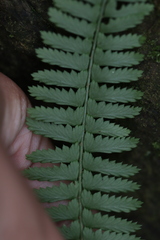 Polystichum hancockii