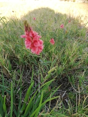 Indigofera psoraloides