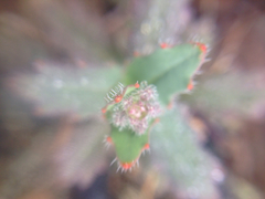 Streptanthus glandulosus pulchellus