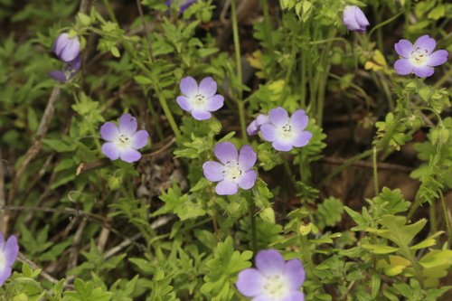 Image of Nemophila sayersensis by (c) Reid Hardin, some rights reserved (CC BY)