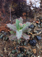 Streptanthus glandulosus pulchellus