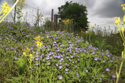 Sayersville blue-eyes (Nemophila sayersensis)