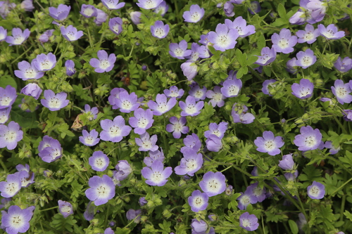 Image of Nemophila sayersensis by (c) Reid Hardin, some rights reserved (CC BY)