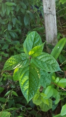 Antigonon leptopus