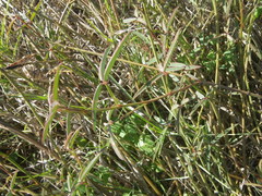 Indigofera psoraloides
