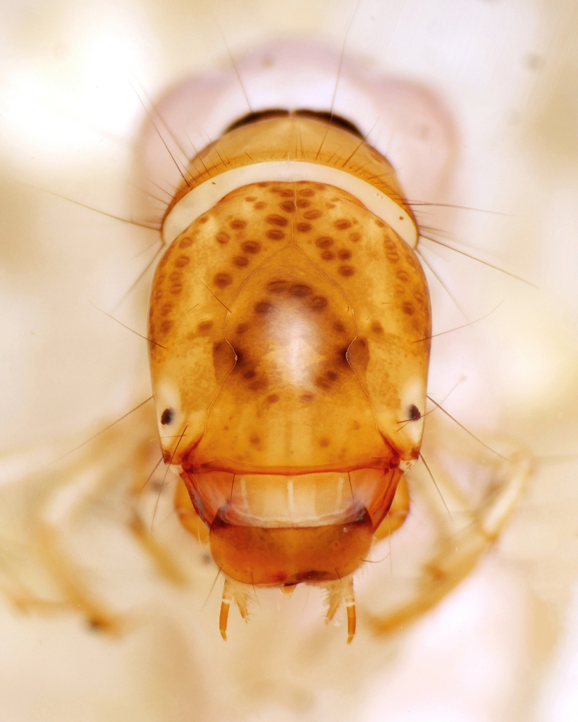 Plectrocnemia brevis