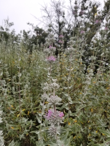 iNaturalist observation photo of purple sage