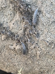 Ctenolepisma ciliatum