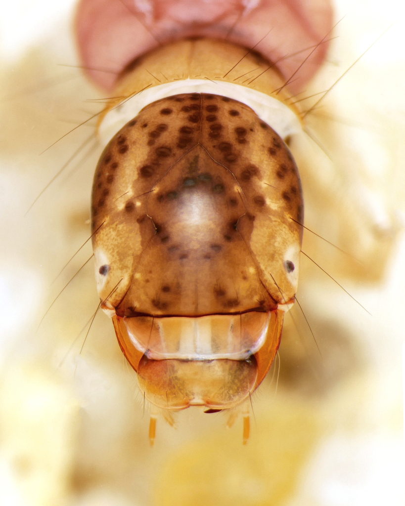 Plectrocnemia conspersa
