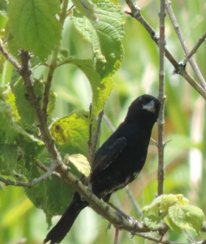 Blue Black Grassquit From Heli Polis Garanhuns PE Brasil On April 1   Large 