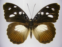 Aterica galene extensa