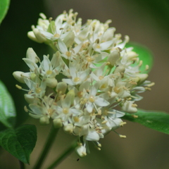 Cornus sericea occidentalis