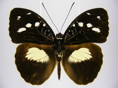 Aterica galene extensa